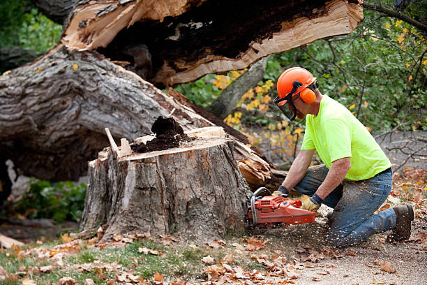 How Our Tree Care Process Works  in  Cape Girardeau, MO